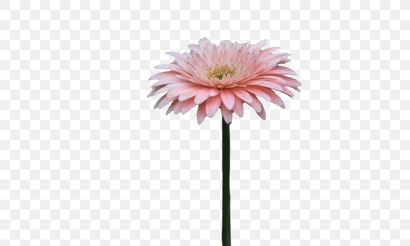 Barberton Daisy Chrysanthemum Cut Flowers Dahlia, PNG, 740x493px, Barberton Daisy, Annual Plant, Asterales, Barberton, Blog Download Free