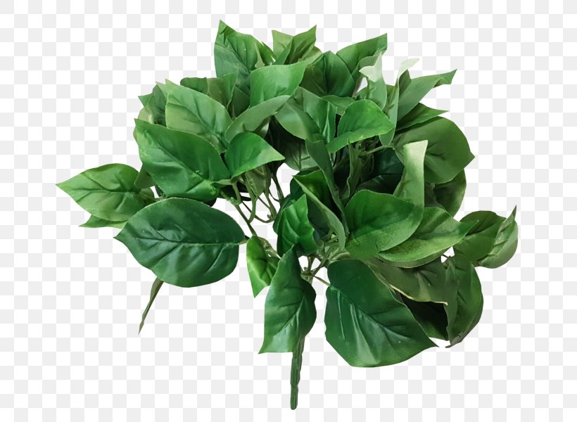 Green JMC Floral Bush Basil Devil's Ivy, PNG, 800x600px, Green, Basil, Bush, Dumb Canes, Flowerpot Download Free
