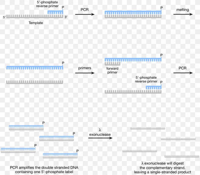 Polymerase Chain Reaction Aptamer DNA Polymerase Systematic Evolution Of Ligands By Exponential Enrichment, PNG, 841x736px, Polymerase Chain Reaction, Amplifikacija, Aptamer, Area, Biology Download Free
