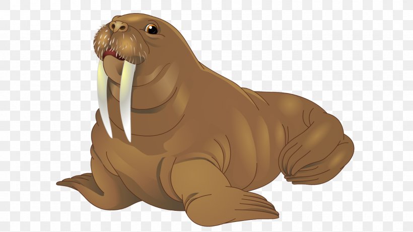 Walrus Sea Lion Earless Seal, PNG, 1600x900px, Walrus, Animal, Carnivora, Carnivoran, Dog Like Mammal Download Free
