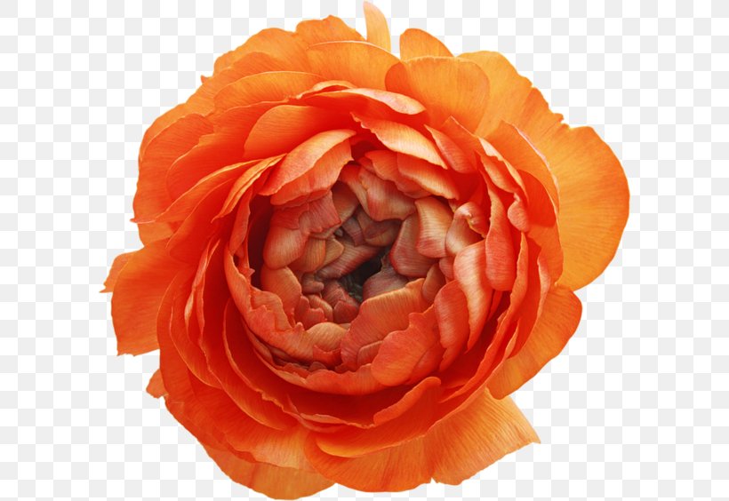 Garden Roses Flower Clip Art, PNG, 600x564px, Garden Roses, China Rose, Close Up, Cut Flowers, Floribunda Download Free