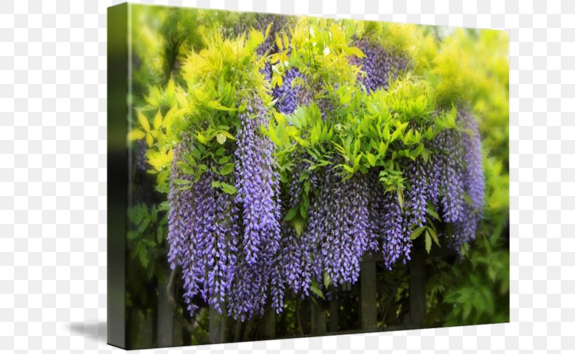 Lavender Lilac Purple Violet Shrub, PNG, 650x506px, Lavender, Flower, Lilac, Plant, Purple Download Free