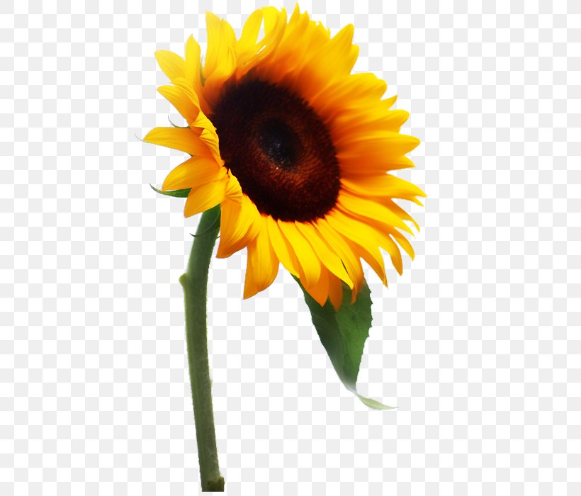 Common Sunflower RV Falke Donnersberg E.V. Photography Clip Art, PNG, 440x700px, Common Sunflower, Brise Soleil, Daisy Family, Flower, Flowering Plant Download Free