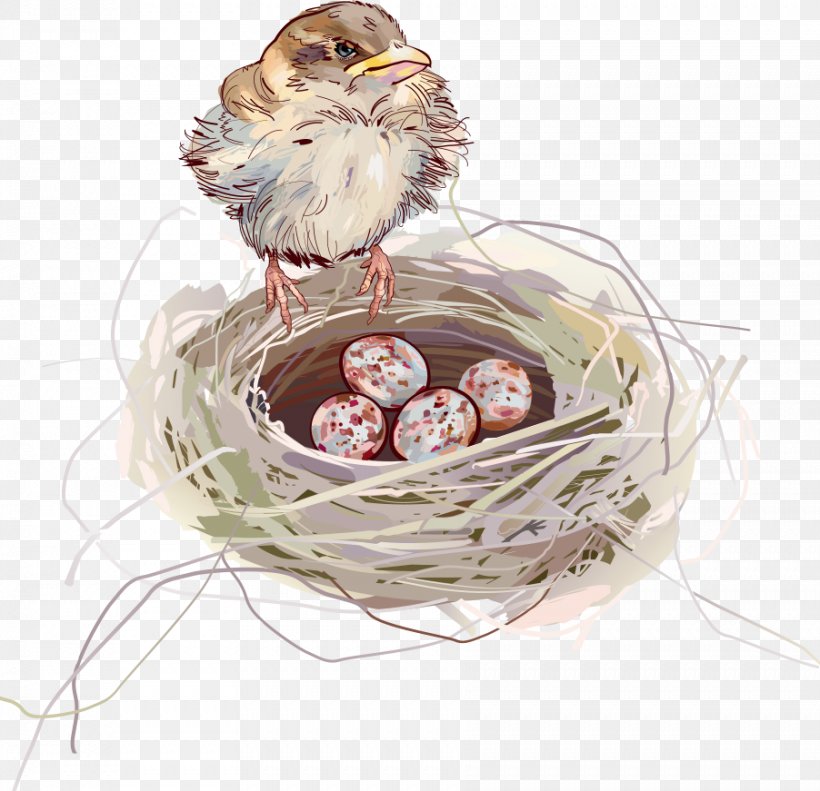 Edible Birds Nest Swallow, PNG, 902x871px, Bird, Bird Nest, Chicken, Drawing, Edible Birds Nest Download Free