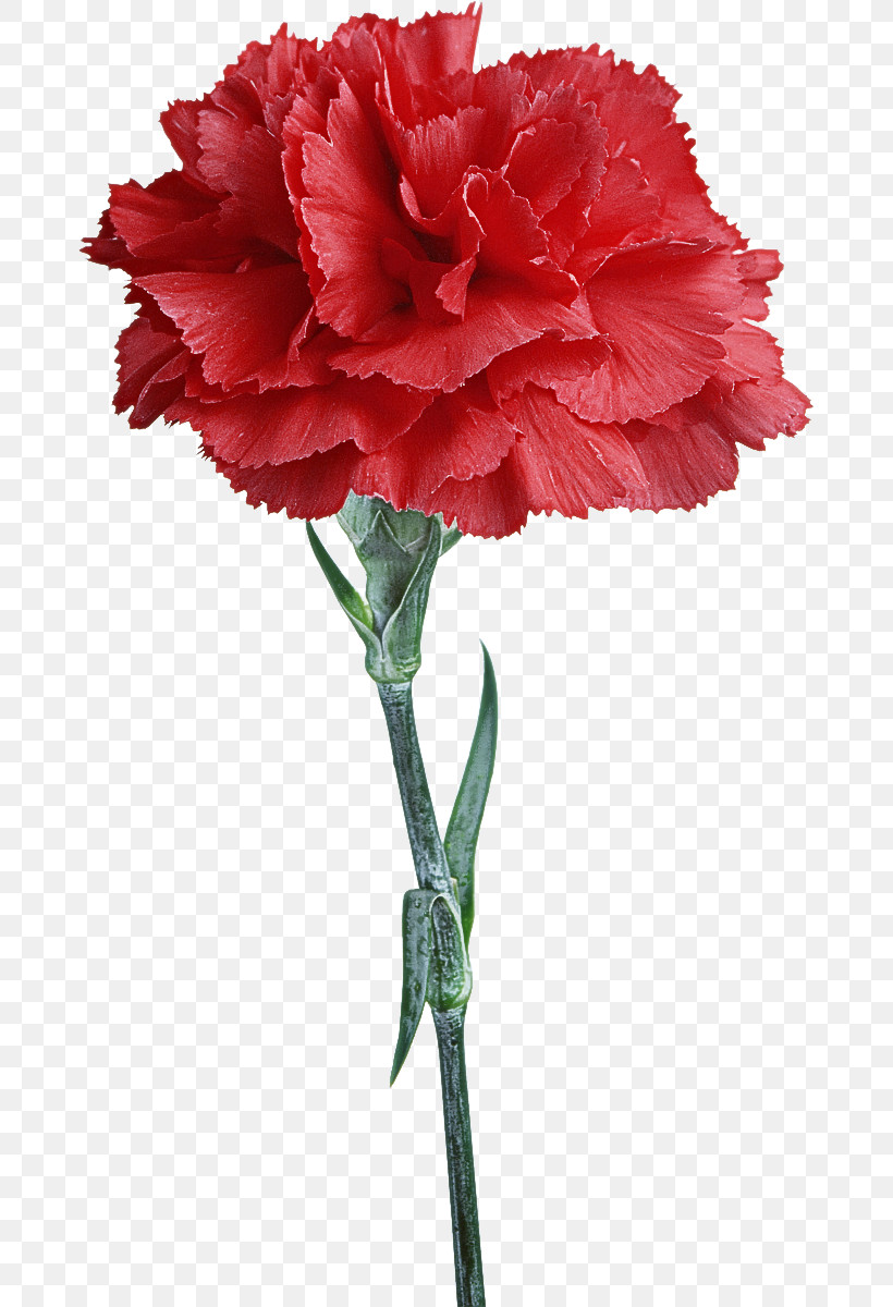Flower Carnation Plant Cut Flowers Red, PNG, 675x1200px, Flower, Carnation, Caryophyllales, Common Peony, Cut Flowers Download Free