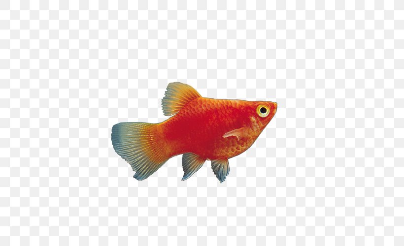 Goldfish Aquarium, PNG, 500x500px, Goldfish, Aquarium, Bony Fish, Fish, Orange Download Free