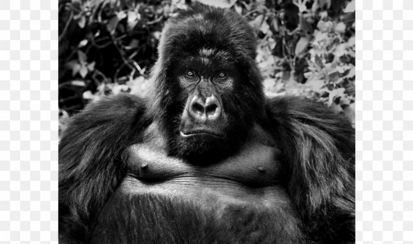 Gorilla Photographer Photography Black And White Wildlife, PNG, 1024x608px, Gorilla, Animal, Black And White, Burt Glinn, Chimpanzee Download Free