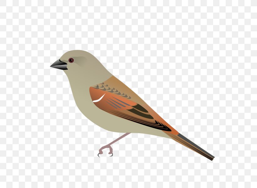 House Sparrow Bird Parrot-billed Sparrow, PNG, 600x600px, House Sparrow, Beak, Bird, Emberizidae, Finch Download Free