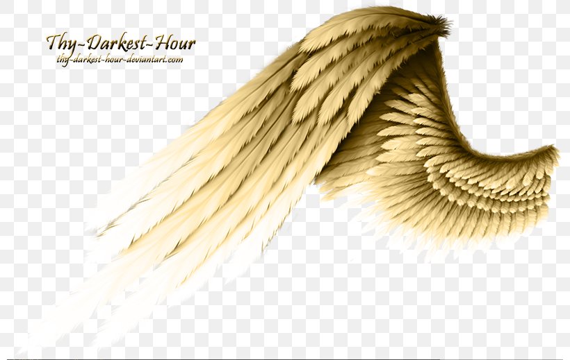 Angel Wing Angel Wing, PNG, 800x519px, Buffalo Wing, Angel, Chicken, Darkest Hour, Deviantart Download Free