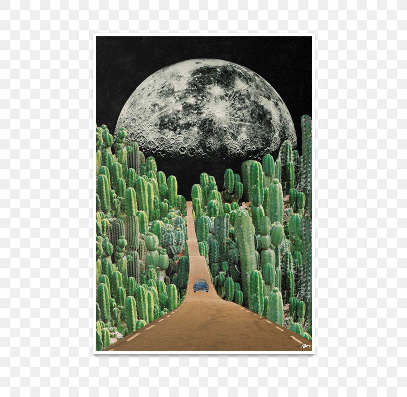 Art Quadro Cactaceae Collage Picture Frames, PNG, 800x800px, Art, Artist, Biome, Cactaceae, Collage Download Free