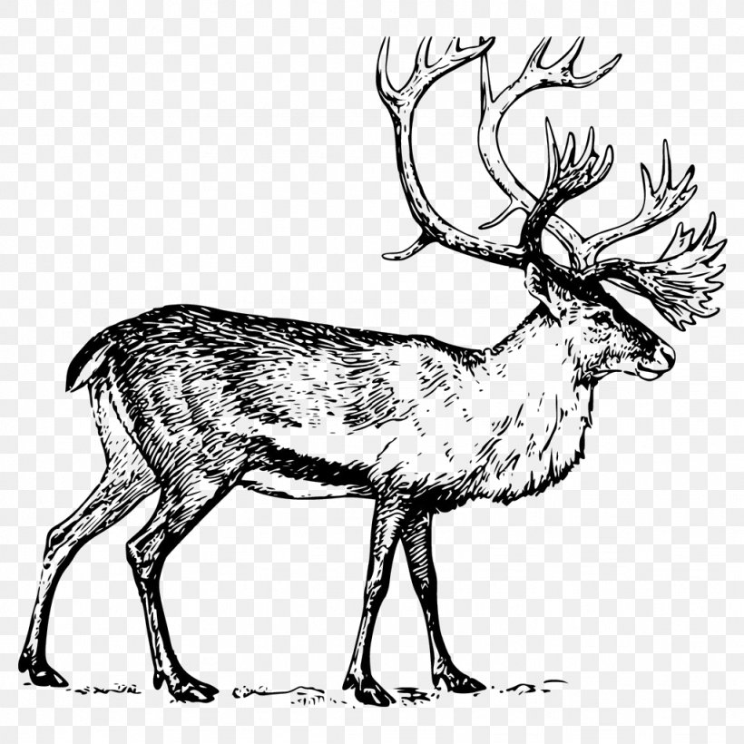 Deer Boreal Woodland Caribou Drawing Clip Art, PNG, 1024x1024px, Deer, Antler, Art, Black And White, Boreal Woodland Caribou Download Free