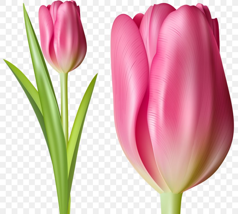 Indira Gandhi Memorial Tulip Garden Tulipa Gesneriana Pink Flower, PNG, 800x740px, Indira Gandhi Memorial Tulip Garden, Cartoon, Cdr, Cut Flowers, Drawing Download Free