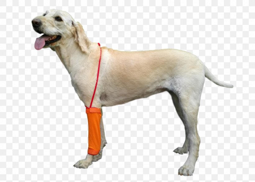 Labrador Retriever Companion Dog Dog Breed Veterinarian Dog Collar, PNG, 1024x731px, Labrador Retriever, Carnivoran, Collar, Companion Dog, Dog Download Free