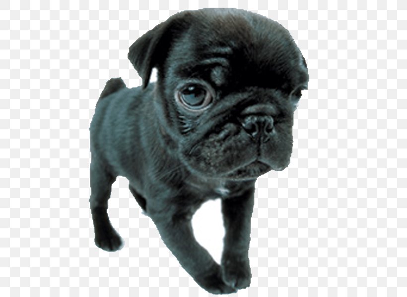 Pug Toy Bulldog Puppy Dog Breed Companion Dog, PNG, 494x600px, Pug, Breed, Bulldog, Carnivoran, Companion Dog Download Free