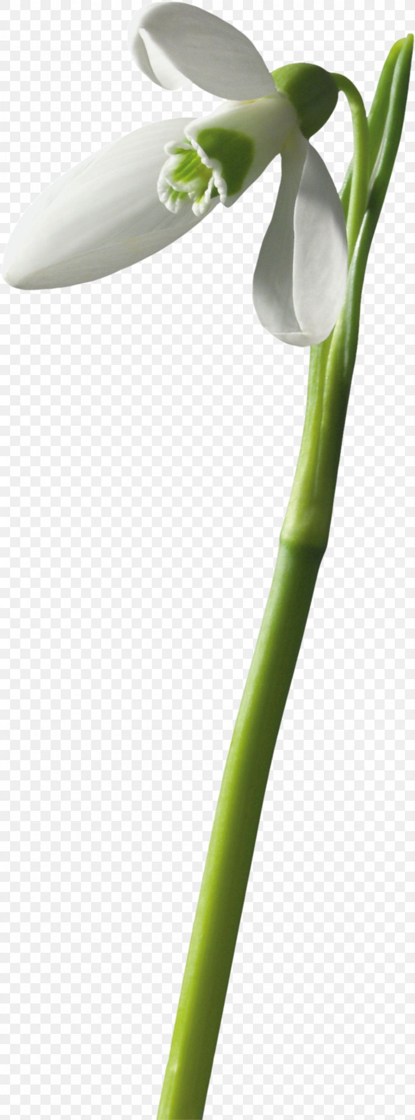 Snowdrop Painting Flower Plant Stem, PNG, 1181x3183px, Snowdrop, Flower, Flowering Plant, Free Mobile, Galanthus Download Free