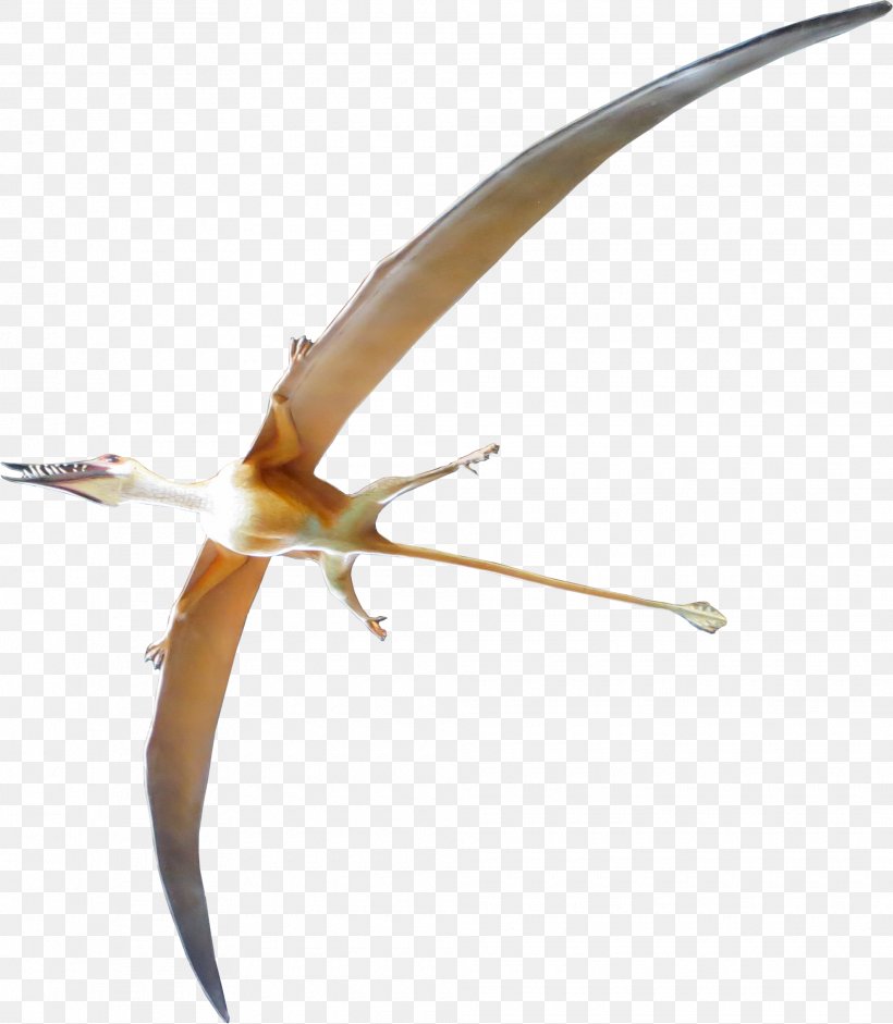 Archaeopteryx Rhamphorhynchus Pterosaurs Dinosaur Velociraptor, PNG, 1980x2274px, Archaeopteryx, Beak, Bird, Dinosaur, Fauna Download Free