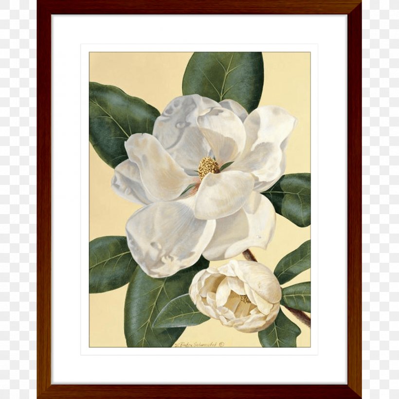 Art Printmaking Magnolia Still Life Painting, PNG, 1000x1000px, Art, Baron Von Lind, Canvas Print, Floral Design, Flower Download Free