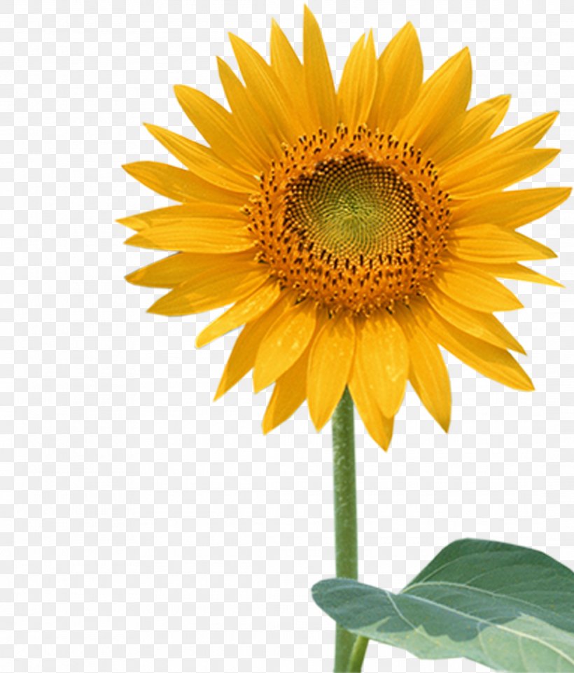 Common Sunflower Sunflower Seed Wallpaper, PNG, 2175x2549px, Flower, Annual Plant, Asterales, Common Sunflower, Daisy Family Download Free