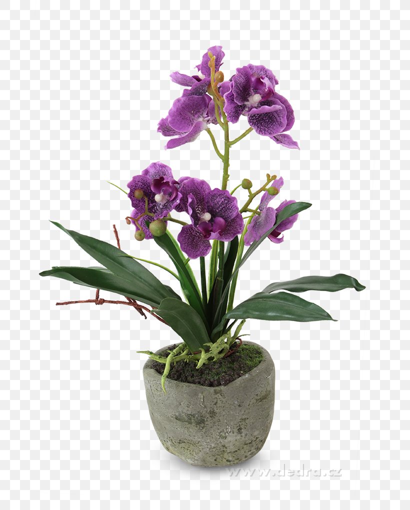 Flowerpot Moth Orchid Miltonia Orchids Dendrobium, PNG, 680x1020px, Flowerpot, Centimeter, Dendrobium, Diameter, Flower Download Free