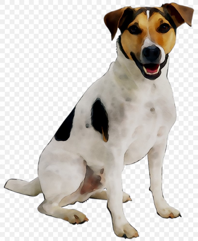 Jack Russell Terrier Puppy Cat Pet Dog Toys, PNG, 1079x1312px, Jack Russell Terrier, Brazilian Terrier, Canidae, Carnivore, Cat Download Free