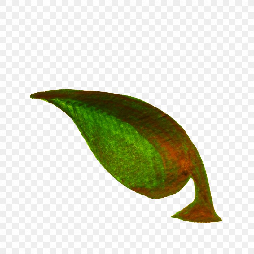 Leaf Plant Stem Clip Art, PNG, 2400x2400px, Leaf, Beak, Bird, Calligraphy, Organism Download Free