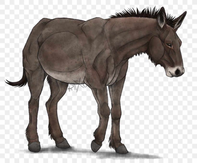 Mule Horse Stallion Foal Mare, PNG, 900x747px, Mule, Animal, Colt, Deviantart, Donkey Download Free