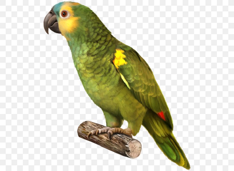 Parrot Budgerigar Bird Yellow-naped Amazon Red-crowned Amazon, PNG, 522x600px, Parrot, Amazon Parrot, Beak, Bird, Budgerigar Download Free