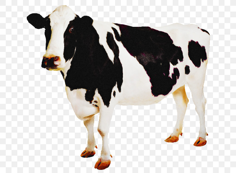 Dairy Cow Bovine Cow-goat Family Livestock Animal Figure, PNG, 685x600px, Dairy Cow, Animal Figure, Bovine, Bull, Cowgoat Family Download Free