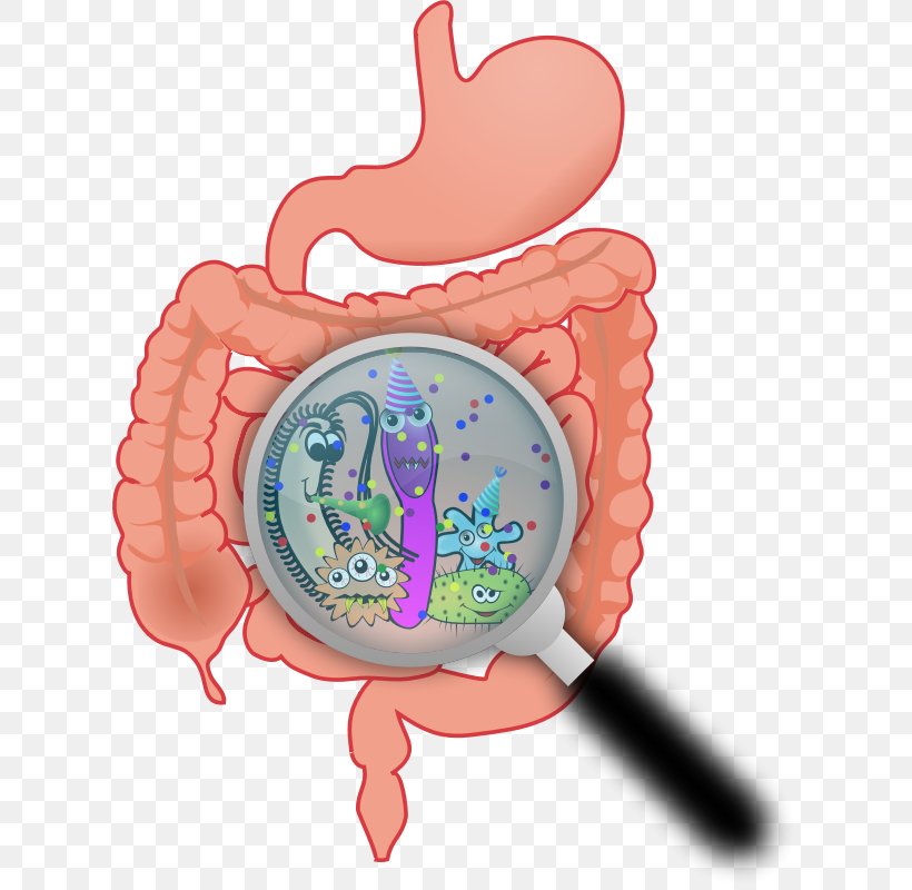 Dietary Supplement Gastrointestinal Tract Digestion Human Body Human Digestive System, PNG, 800x800px, Watercolor, Cartoon, Flower, Frame, Heart Download Free