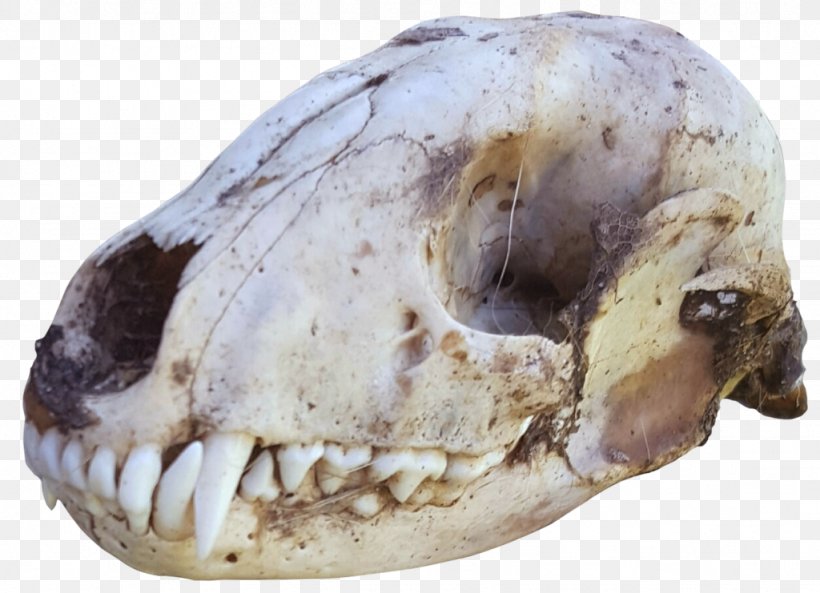 Skull Bone Raccoon Photography DeviantArt, PNG, 1024x741px, Skull, Animal, Bone, Deviantart, Jaw Download Free