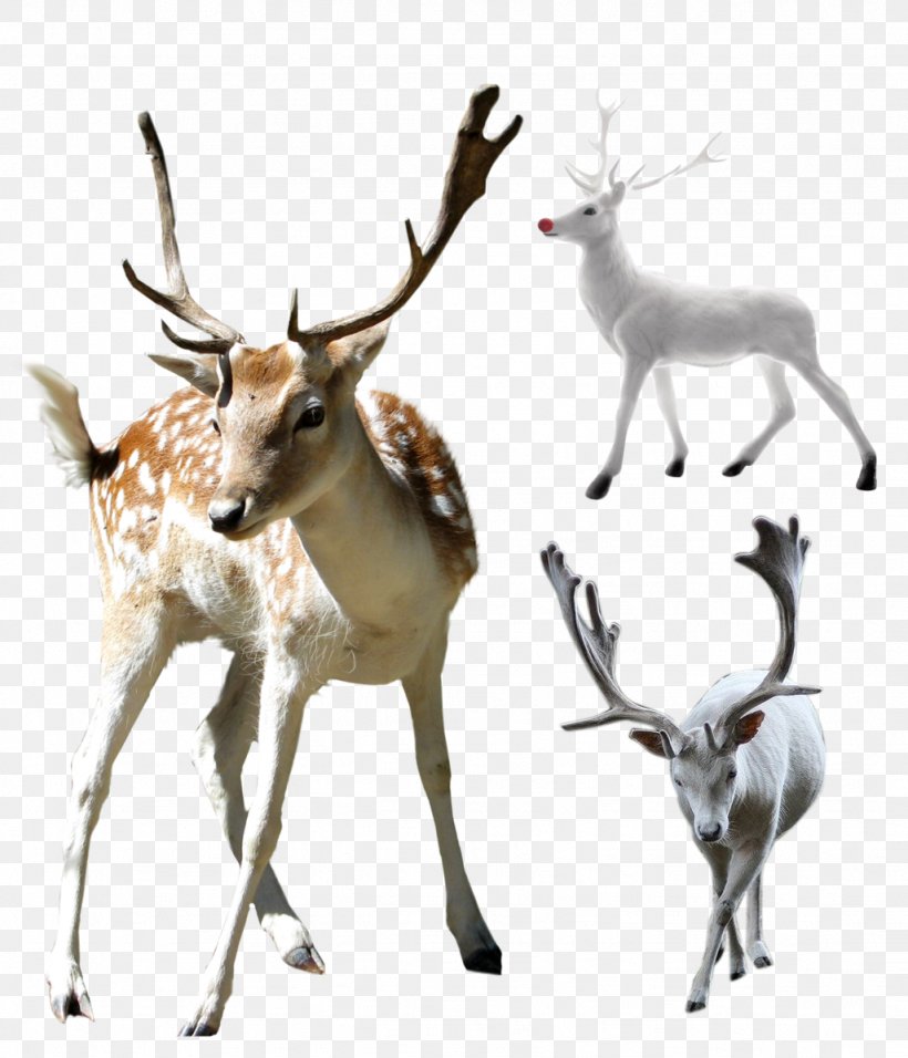 Deer Clip Art, PNG, 1026x1197px, Deer, Antelope, Antler, Display Resolution, Fauna Download Free