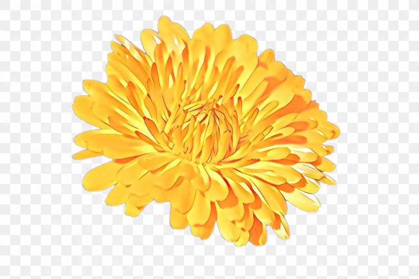 Flowers Background, PNG, 2448x1632px, Cartoon, Chrysanthemum, Chrysanths, Cut Flowers, Daisy Family Download Free