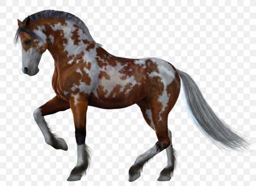 American Miniature Horse White Gray Black, PNG, 900x655px, Horse, Animal, Colt, Dots Per Inch, Horse Like Mammal Download Free