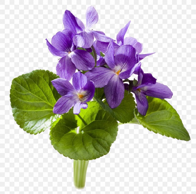 Sweet Violet YouTube African Violet, PNG, 1024x1013px, Violet, African Violet, African Violets, Cut Flowers, Flower Download Free