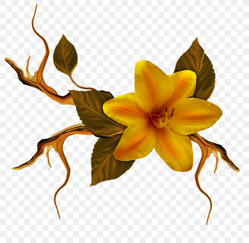 Floral Design Cut Flowers Petal, PNG, 800x800px, Floral Design, Cut Flowers, Flora, Flower, Flowering Plant Download Free