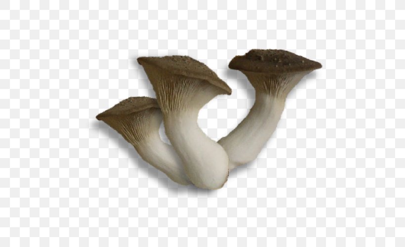Pleurotus Eryngii Oyster Mushroom Fungus Turkey Tail, PNG, 500x500px, Pleurotus Eryngii, Artifact, Auricularia, Craterellus, Edible Mushroom Download Free