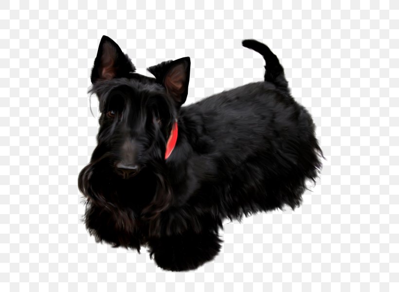 Scottish Terrier Miniature Schnauzer Poodle Pekingese Black Russian Terrier, PNG, 600x600px, Scottish Terrier, Black Russian Terrier, Breed, Carnivoran, Dog Download Free