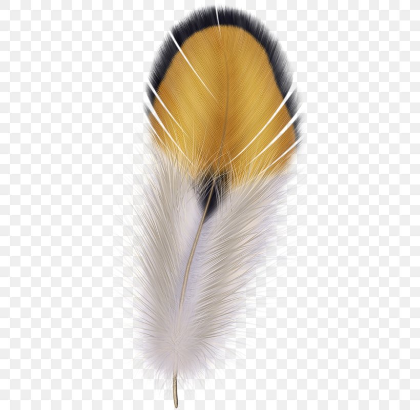 Feather Clip Art, PNG, 426x800px, Feather, Close Up, Diagram, Drawing, Fur Download Free