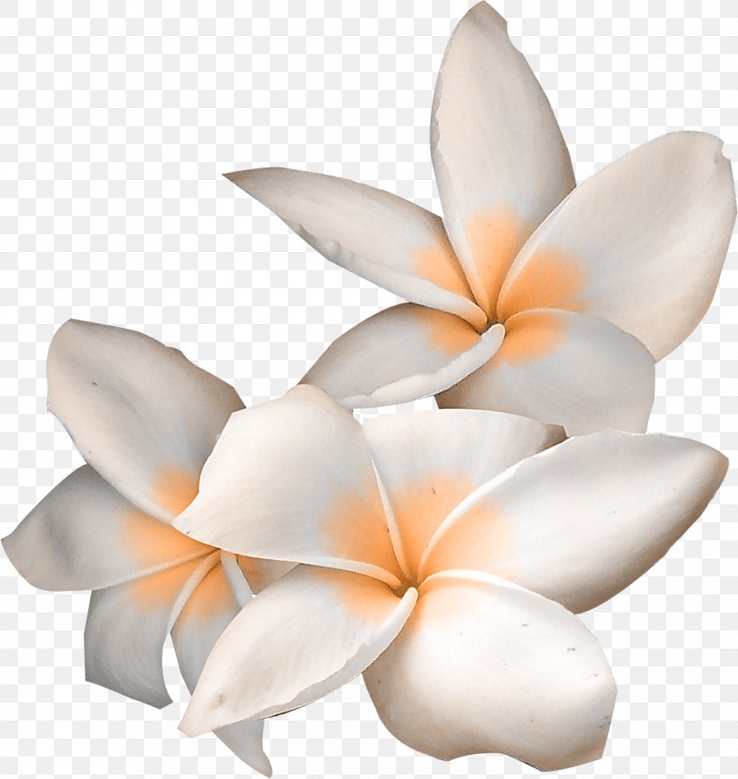 Flower Clip Art, PNG, 1137x1200px, Flower, Animation, Blume, Cut Flowers, Data Compression Download Free