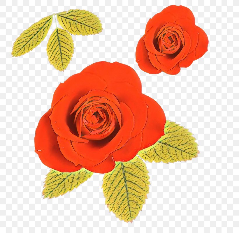 Garden Roses, PNG, 800x800px, Cartoon, Cut Flowers, Flower, Flowering Plant, Garden Roses Download Free