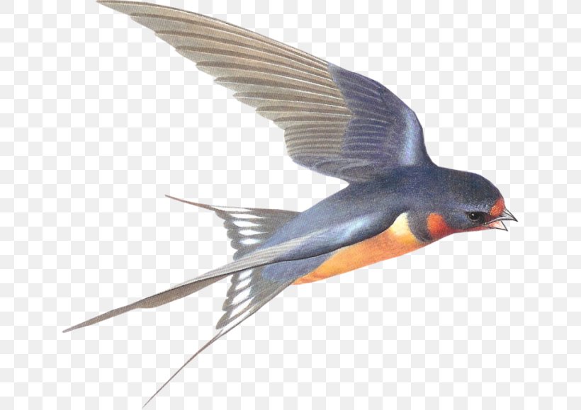 Swallow Clip Art, PNG, 645x579px, Swallow, Barn Swallow, Beak, Bird, Email Download Free