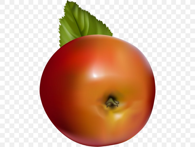 Tomato Apple Fruit, PNG, 488x619px, Tomato, Apple, Auglis, Bush Tomato, Diet Food Download Free