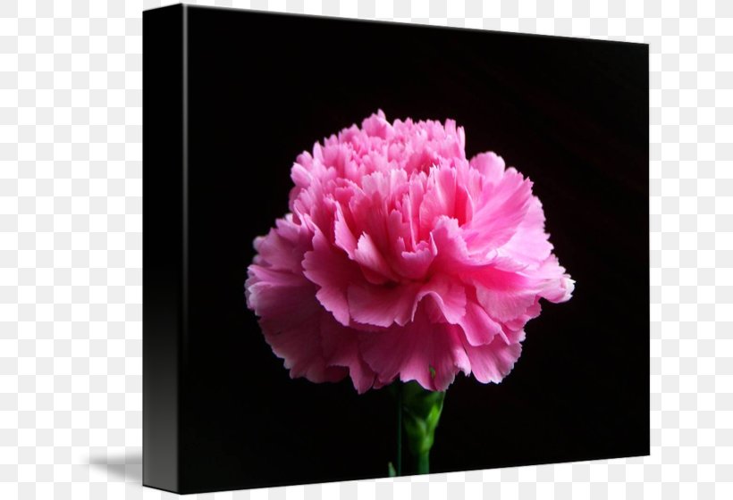 Carnation Peony Cut Flowers Rose Family Pink M, PNG, 650x560px, Carnation, Cut Flowers, Family, Flower, Flowering Plant Download Free