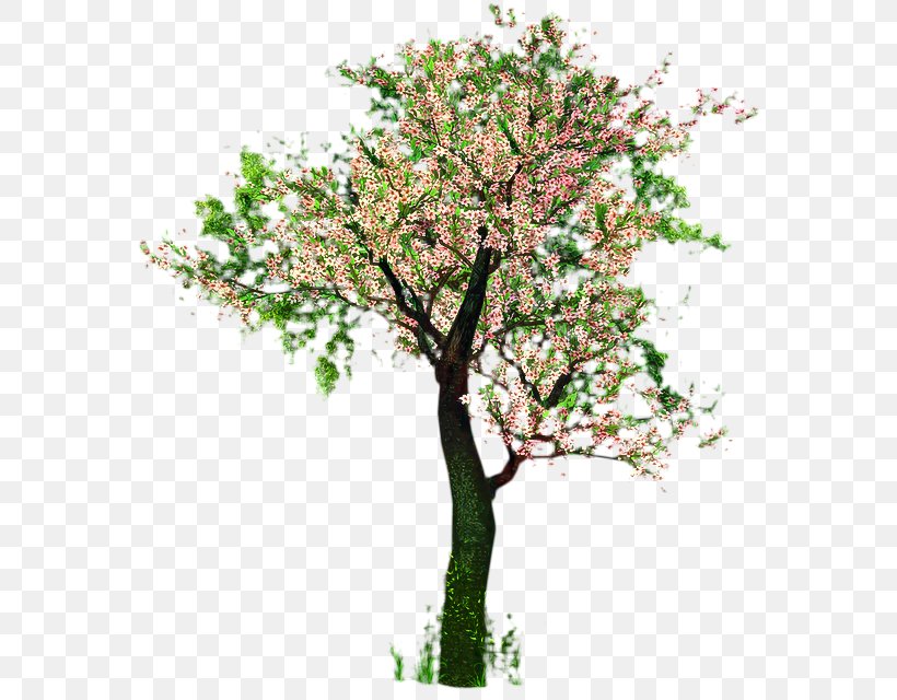 Cherry Blossom Tree, PNG, 579x640px, Cherry Blossom, Blossom, Branch, Branching, Cherries Download Free