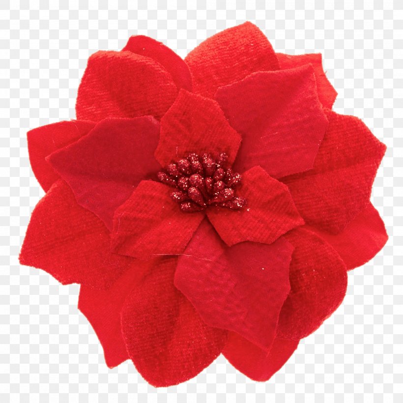 Cut Flowers Rosaceae Petal Rose, PNG, 2000x2000px, Flower, Cut Flowers, Family, Magenta, Petal Download Free