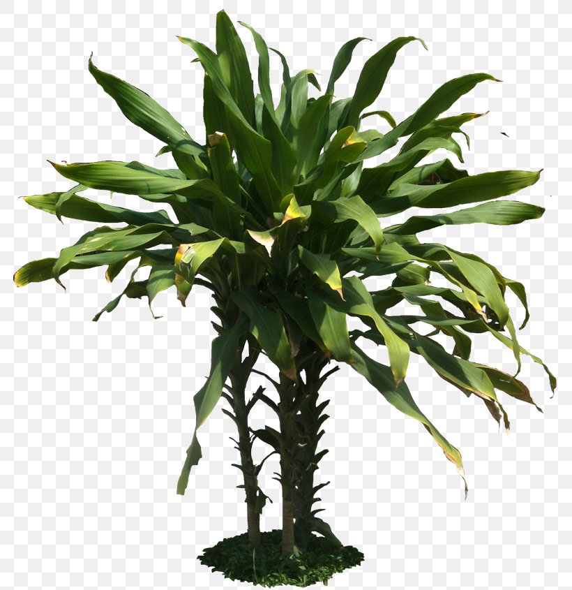 Dracaena Fragrans Plant Tropics Desktop Wallpaper, PNG, 789x845px, Dracaena Fragrans, Arecales, Cordia Sebestena, Dracaena, Flowerpot Download Free