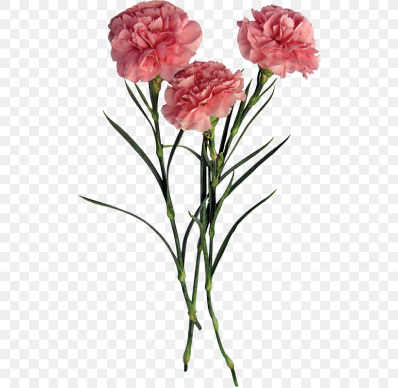 Garden Roses Flower Carnation, PNG, 507x800px, Garden Roses, Carnation, Centifolia Roses, Cut Flowers, Dianthus Download Free
