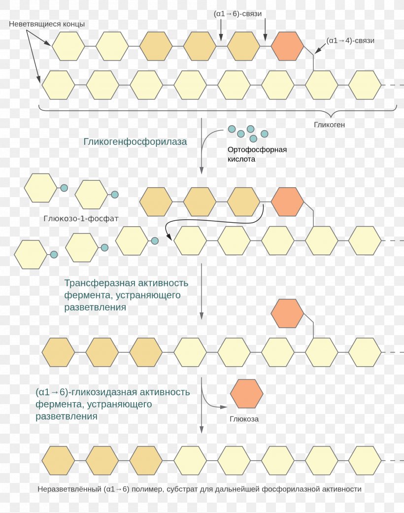 Glycogenolysis Glucose Carbohydrate Metabolism Glycogenesis, PNG, 2000x2540px, Glycogenolysis, Area, Biochemistry, Carbohydrate, Carbohydrate Metabolism Download Free