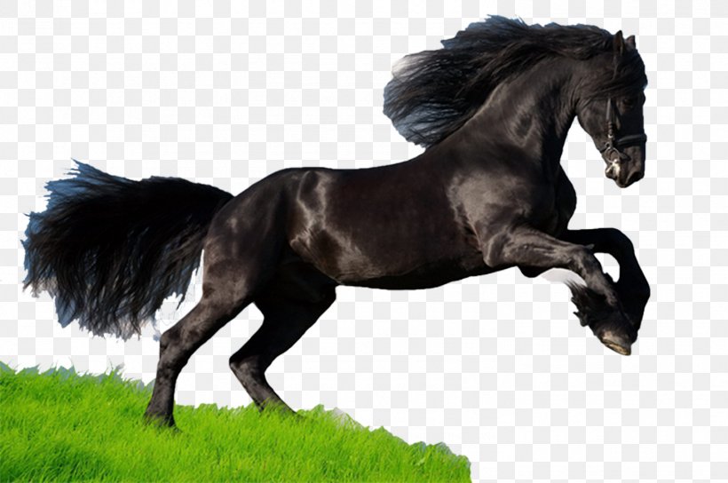 Mustang Thoroughbred American Quarter Horse Arabian Horse American Paint Horse, PNG, 1492x991px, Mustang, American Paint Horse, American Quarter Horse, Animal, Arabian Horse Download Free