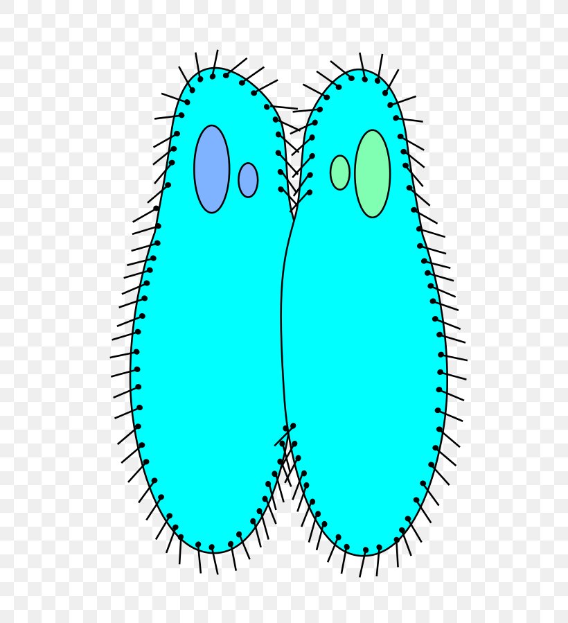 Biology Protozoa Reproduction Paramecium Caudatum Bacterial Conjugation, PNG, 636x899px, Watercolor, Cartoon, Flower, Frame, Heart Download Free